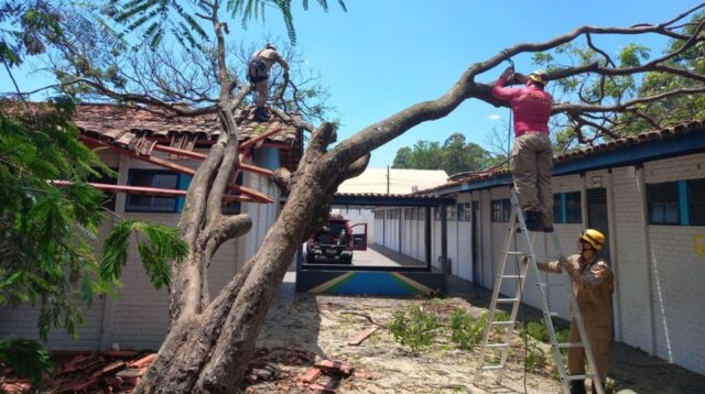 Bombeiros se mobilizam para cortar árvore de grande porte que caiu no Colégio Estadual Maria Das Dores Campos, em Catalão