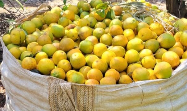 Ações da Agrodefesa garantem qualidade da produção de citros em Goiás