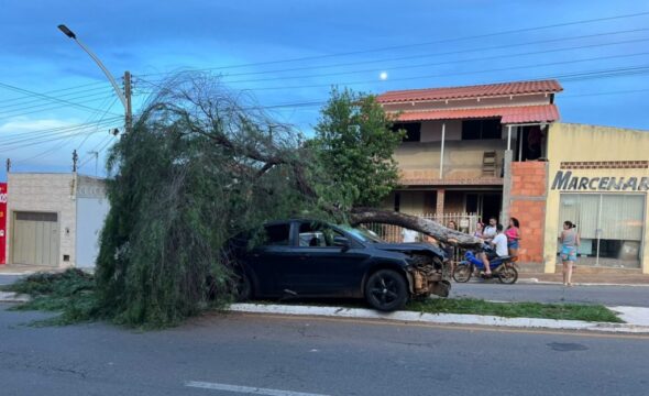 Carro desgovernado colide frontalmente contra árvore em canteiro central de avenida, em Catalão; VÍDEO