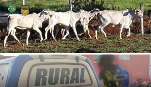 Operação do Batalhão Rural: Indivíduo é preso em flagrante com gado furtado em Catalão