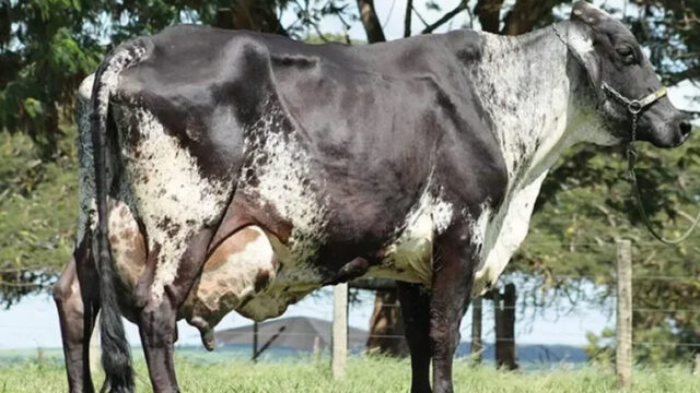 Mãe de 227 filhos e 3ª maior produtora de leite do mundo: morre vaca 'xodó' da pecuária brasileira