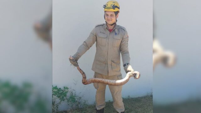 Bombeiros em Catalão capturam cobra em lote baldio