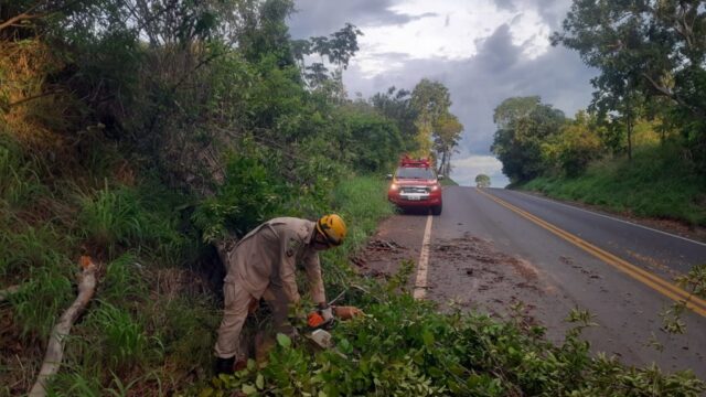 Bombeiros de Caldas Novas atendem ocorrência de queda de árvores na GO-139, próximo a Corumbaíba