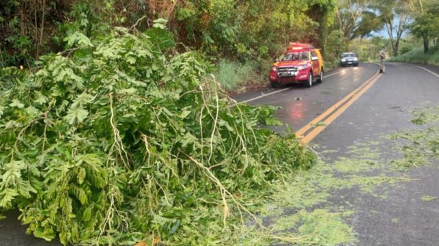Chuva e ventania provocam queda de árvores na GO-210 entre Goiandira e Nova Aurora