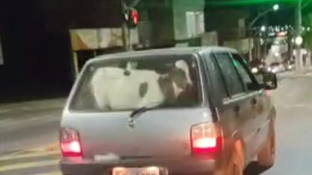 Bezerro é flagrado sendo transportado no porta-malas de carro em avenida de Catalão; VÍDEO