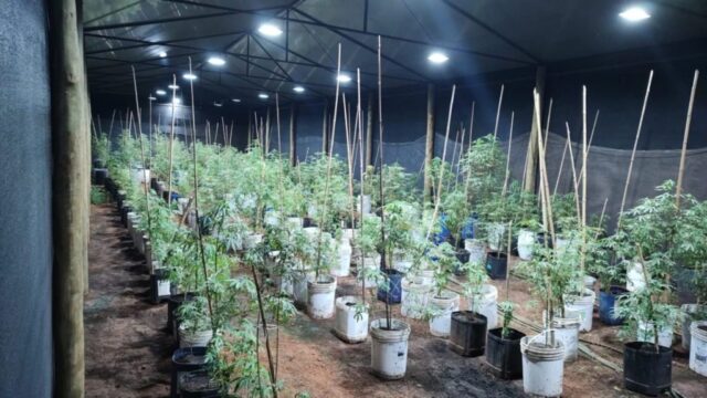 Plantação de maconha é descoberta em Araguari, três pessoas são presas