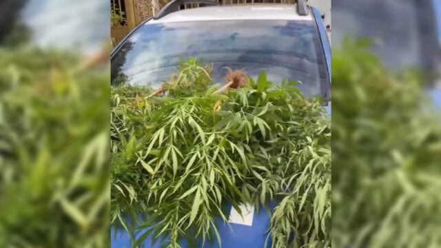 Homem é preso suspeito de cultivar maconha no quintal de casa em Caldas Novas