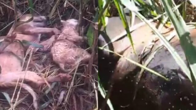 "Perdi boi que custava R$ 12 mil": produtor rural denuncia que animais morreram após problema na rede elétrica, em Catalão