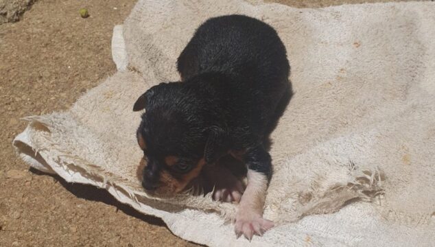 Corpo de Bombeiros resgata cachorro preso em tubulação de água no bairro Evelina Nour, em Catalão