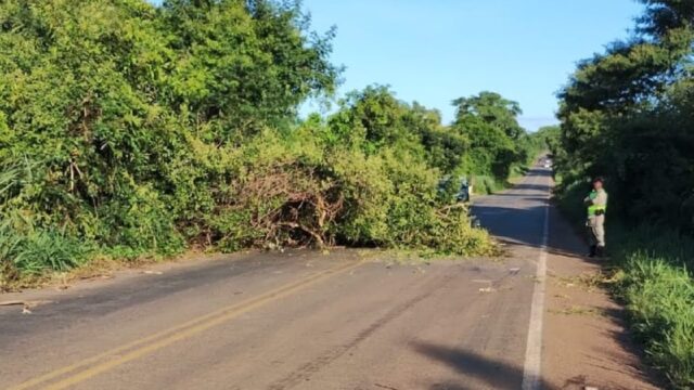 Bombeiros de Ipameri removem árvore que obstruía parcialmente GO-330 próximo a Urutaí