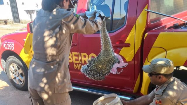 Bombeiros resgatam ouriço-cacheiro sobre árvore na zona urbana, em Catalão