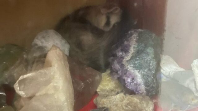 Resgate de Gambá dentro de um armário em uma residência de Ipameri