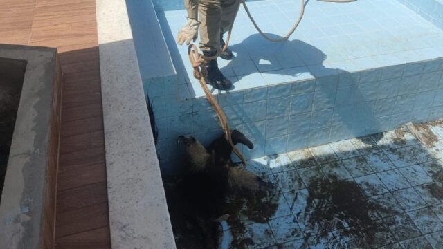 Bombeiros de Caldas Novas resgatam Tamanduá preso em piscina sem água