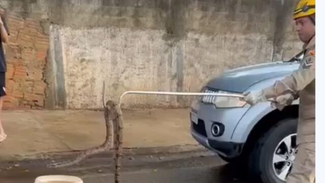 Bombeiros de Catalão realizam captura segura de cobra Jibóia no bairro Monsenhor Souza; VÍDEO