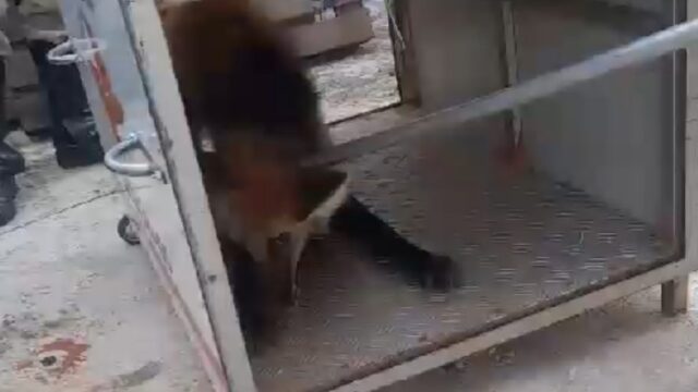 Bombeiros resgatam lobo-guará em empresa de ônibus no bairro JK, Catalão; VÍDEO
