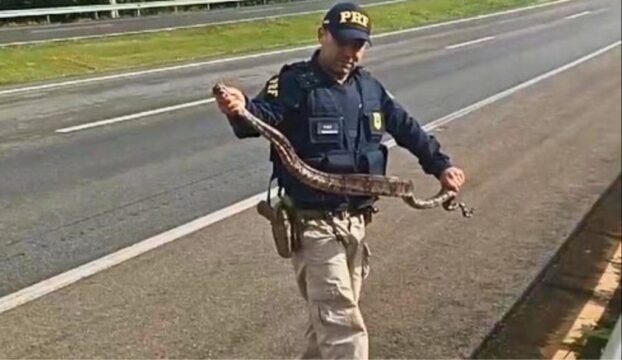 VÍDEO: PRF salva jiboia de ser atropelada enquanto atravessava rodovia BR-050, em Catalão