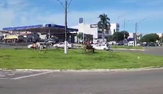 Cavalos pastam em rotatória movimentada de Catalão, preocupando motoristas e moradores