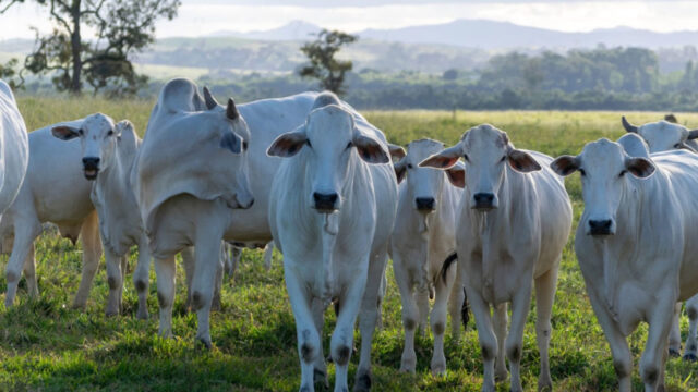 Balança comercial goiana registra alta de 19,5% nas exportações em 2023