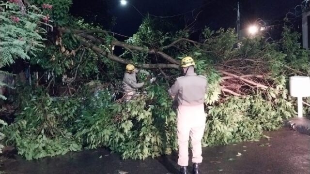 Bombeiros Militares atuam para liberar via após queda de árvore em Catalão, Goiás