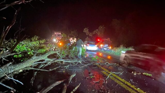Bombeiros retiram árvore que caiu na rodovia GO-139 entre Caldas Novas e Piracanjuba