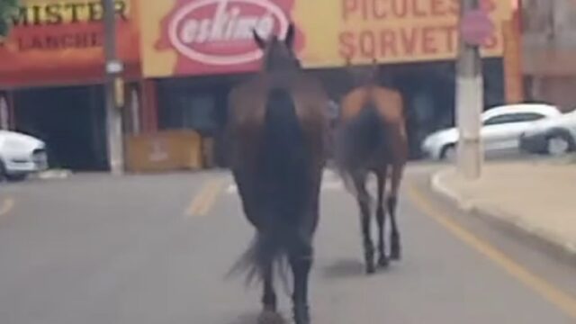 Vídeo: Cavalos vagando pela rua em Catalão representam risco para moradores e motoristas