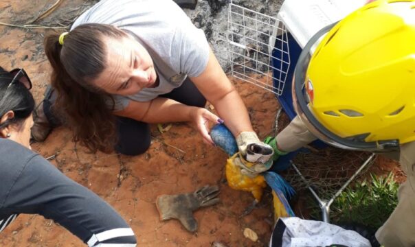 Com ferimentos, arara-canindé é resgatada pelos bombeiros na zona rural de Ipameri