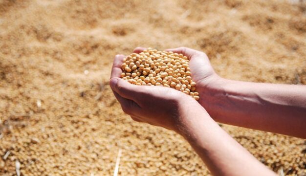 Complexos soja, carnes e açúcar têm alta nas exportações goianas em janeiro de 2024