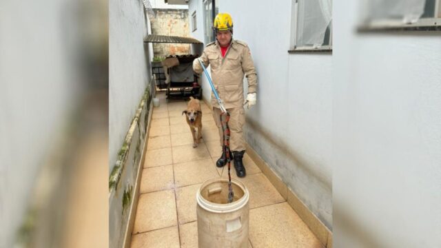 Corpo de Bombeiros captura cobra-coral em residência no Bairro das Américas, em Catalão