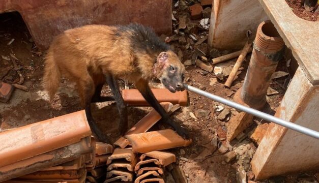 Corpo de Bombeiros resgata lobo-guará debilitado, em Catalão; vídeo