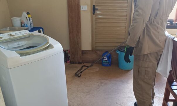 Cobra jararaca é encontrada debaixo da máquina de lavar na área de serviço de casa, em Ipameri
