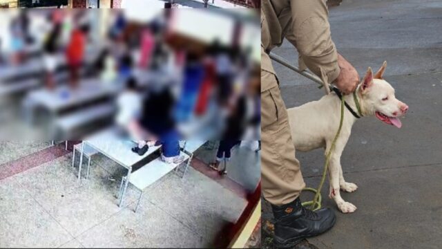Filhote de pitbull invade escola em Catalão e deixa crianças em pânico: três ficam levemente feridas
