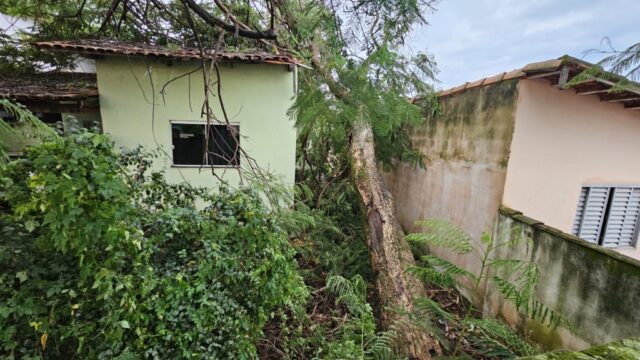 Rajadas de vento de até 55 km/h: Tempestade em Catalão provoca queda de árvores e danos materiais