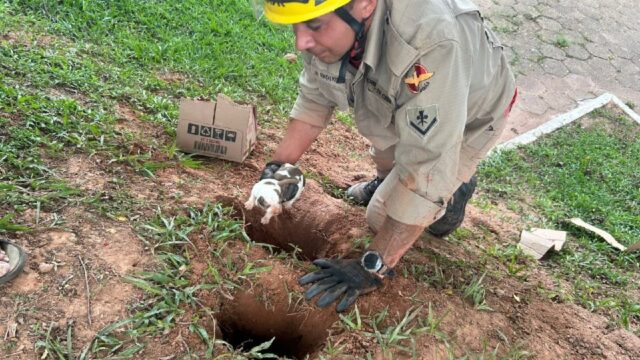 Bombeiros resgatam cachorra e seus filhotes de buraco em Ipameri