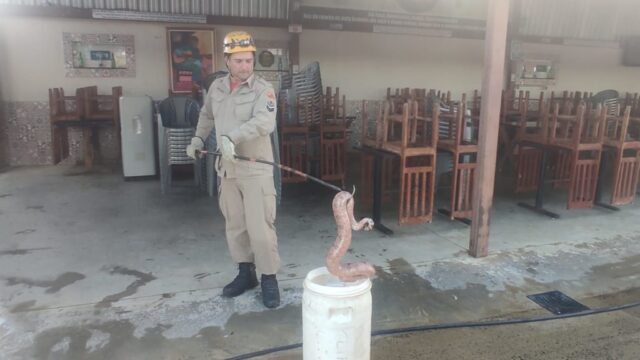 Corpo de Bombeiros resgata cobra jibóia em estabelecimento comercial na Zona Rural de Caldas Novas