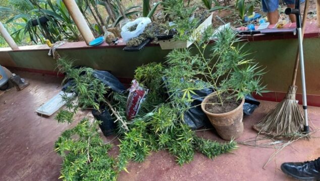 PCGO localiza plantação de maconha e reincidente é preso por tráfico de drogas na zona rural de Caldas Novas
