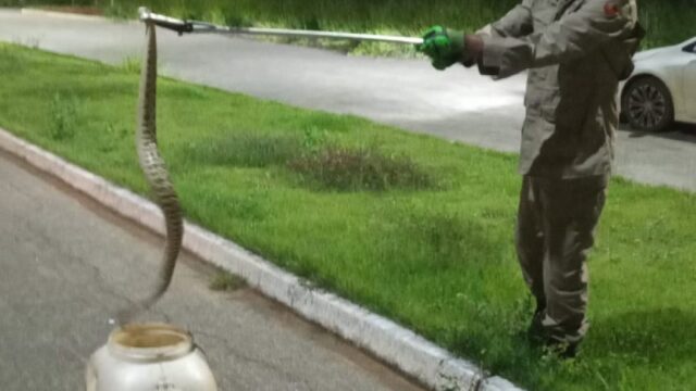 Cobra cascavel é resgatada em Ipameri pelo Corpo de Bombeiros