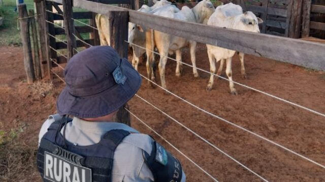 Batalhão Rural recupera gado furtado avaliado em R$ 48 mil após furto em Hidrolândia