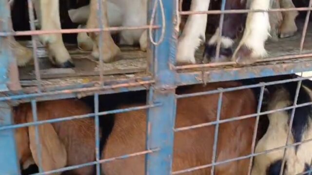 Polícia resgata 32 caprinos em situação de maus-tratos na BR-060, em Rio Verde