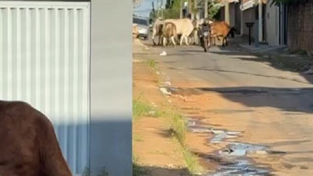 VÍDEO: Bovinos são flagrados vagando pelas ruas do bairro Ipanema em Catalão