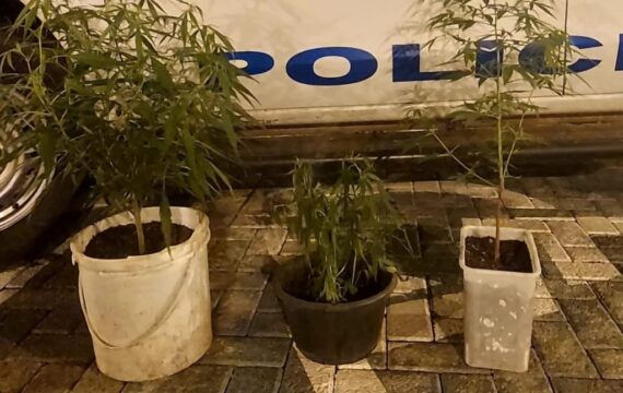 Mulher é presa com três ‘pés de maconha’ em Araguari