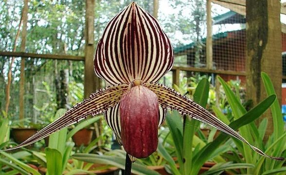 18ª Exposição Nacional de Orquídeas acontece a partir do dia 26 de abril, em Catalão; saiba mais