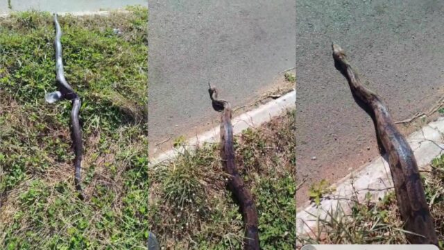 VÍDEO: Jiboia é flagrada atravessando avenida em Catalão, Goiás