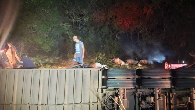 Tragédia na pista de Goiás: carreta tomba, mata 14 bovinos e fere outros 22