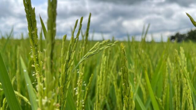 Tragédia no RS não deve afetar oferta de arroz e feijão em Goiás