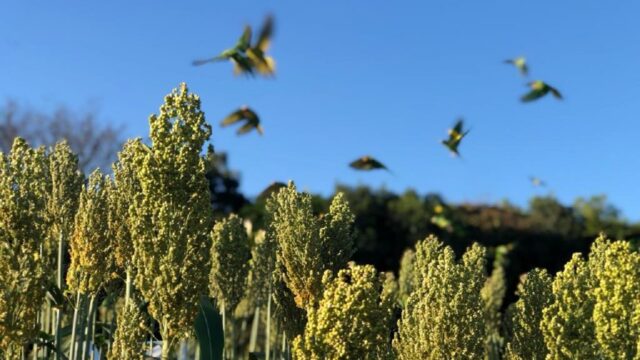 IBGE prevê alta na produção de sorgo e tomate em Goiás