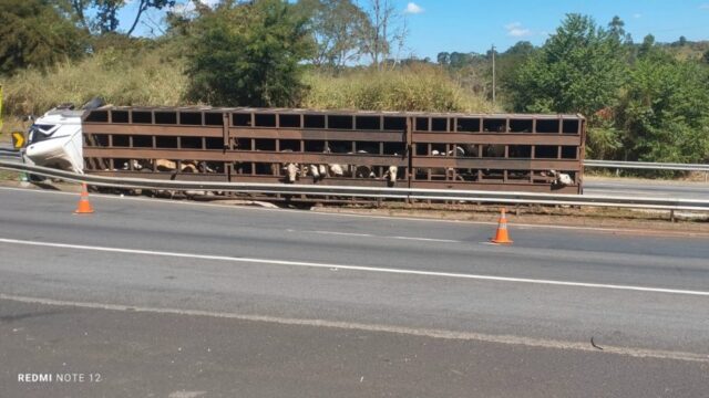 Carreta que transportava bois tomba na BR-050 em Araguari (MG) e deixa uma pessoa ferida