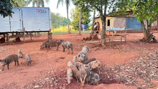 Caseiro é encontrado morto e com corpo devorado por porcos em fazenda de Goiás, diz polícia