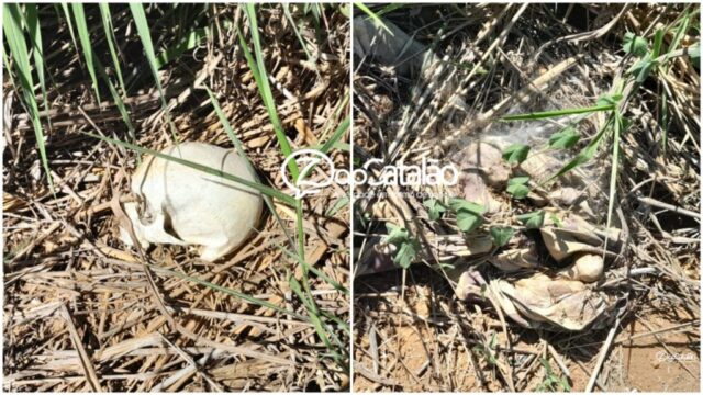 Ossada humana é encontrada na área do aeroporto de Ipameri