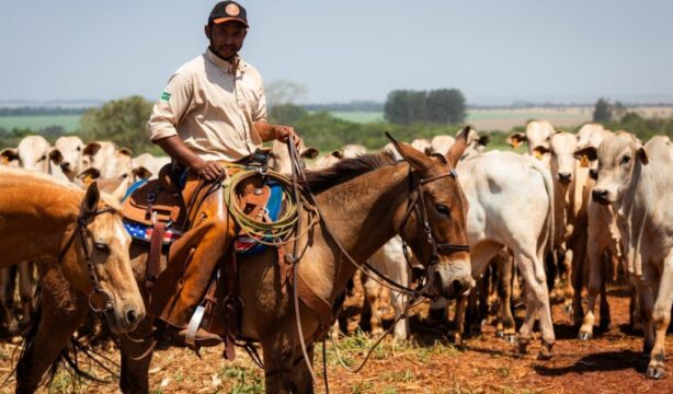 Dia do Trabalhador: agropecuária goiana gera 6,7 mil empregos em 2024