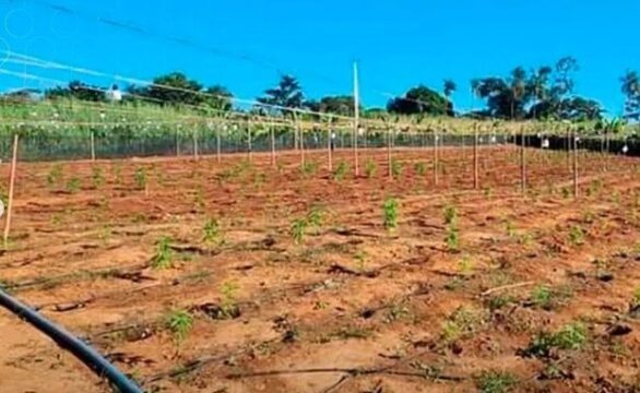 Polícia Militar realiza operação e apreende cerca de dois mil pés de maconha em Araguari